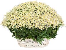 Цветочная композиция из Ромашки в корзине #REPLACE_PRED# Зверево